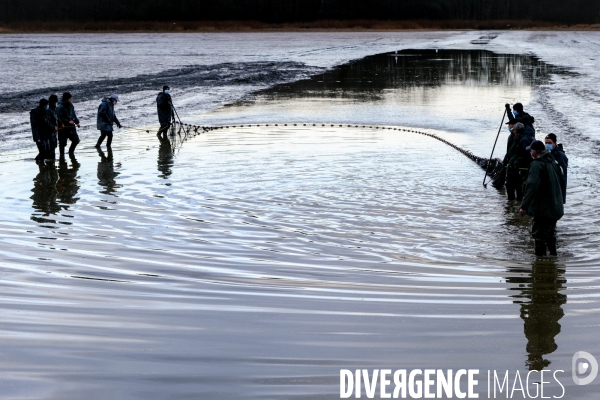 La pêche traditionnelle dans les étangs de la Dombes