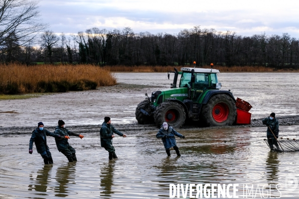 La pêche traditionnelle dans les étangs de la Dombes