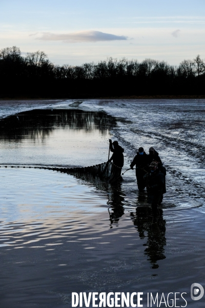 La pêche traditionnelle dans les étangs de la Dombes