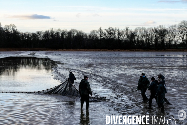 La pêche traditionnelle dans les étangs de la Dombes