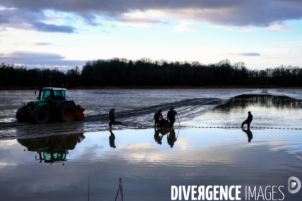 La pêche traditionnelle dans les étangs de la Dombes