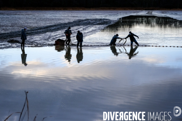 La pêche traditionnelle dans les étangs de la Dombes