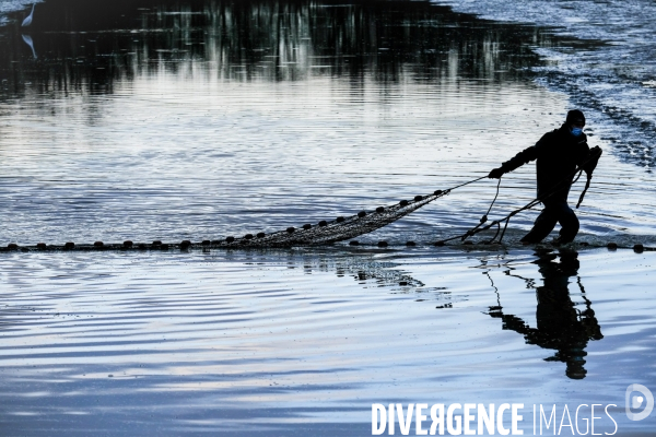 La pêche traditionnelle dans les étangs de la Dombes