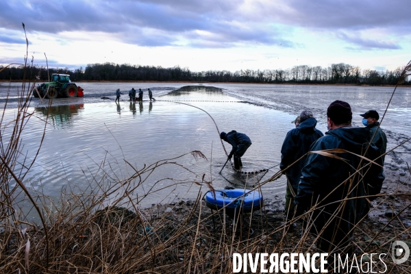 La pêche traditionnelle dans les étangs de la Dombes