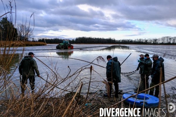 La pêche traditionnelle dans les étangs de la Dombes