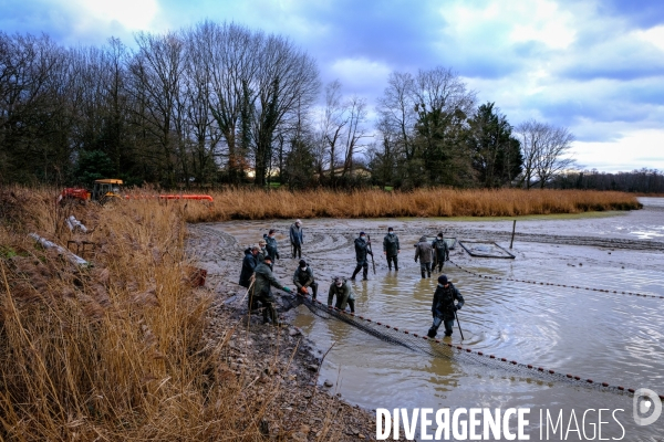 La pêche traditionnelle dans les étangs de la Dombes