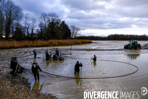 La pêche traditionnelle dans les étangs de la Dombes