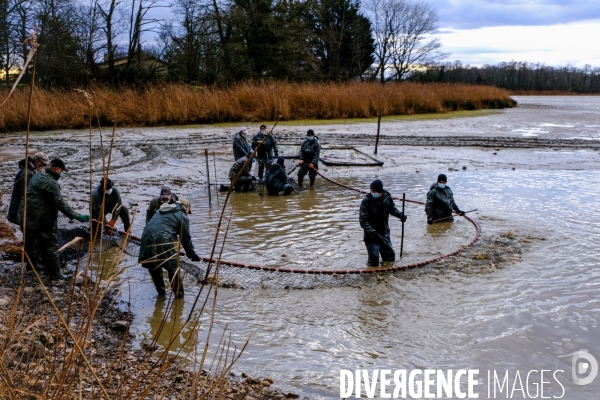 La pêche traditionnelle dans les étangs de la Dombes