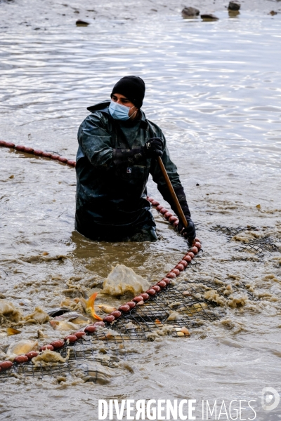 La pêche traditionnelle dans les étangs de la Dombes