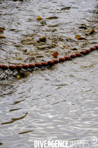 La pêche traditionnelle dans les étangs de la Dombes