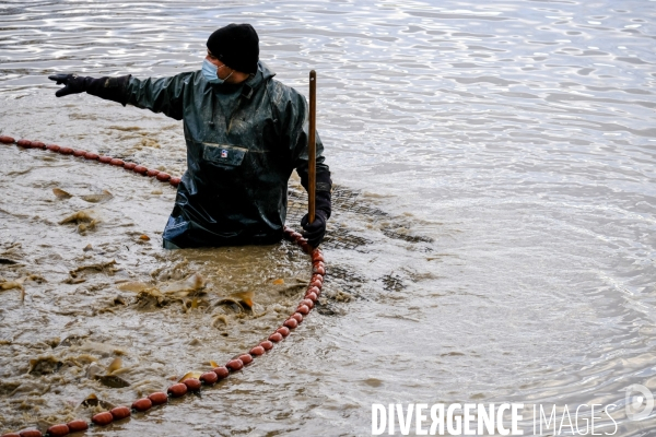 La pêche traditionnelle dans les étangs de la Dombes