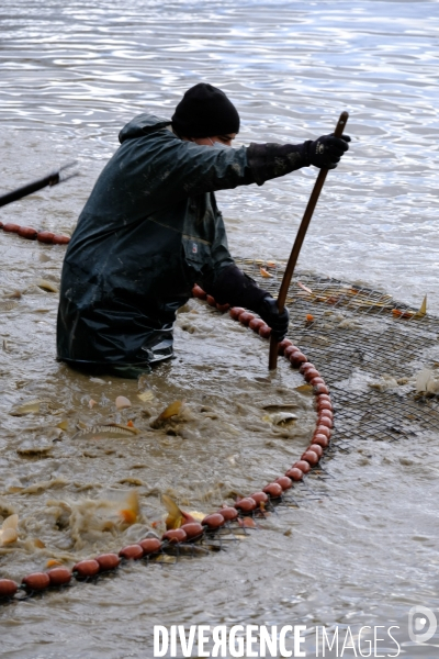 La pêche traditionnelle dans les étangs de la Dombes