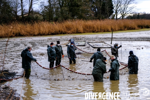 La pêche traditionnelle dans les étangs de la Dombes