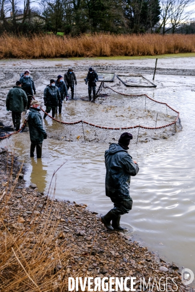 La pêche traditionnelle dans les étangs de la Dombes