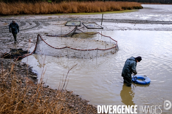 La pêche traditionnelle dans les étangs de la Dombes