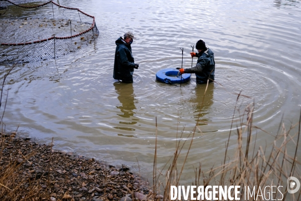 La pêche traditionnelle dans les étangs de la Dombes