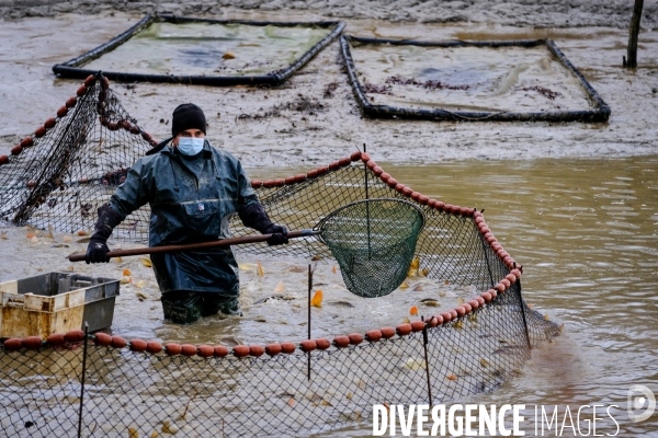 La pêche traditionnelle dans les étangs de la Dombes