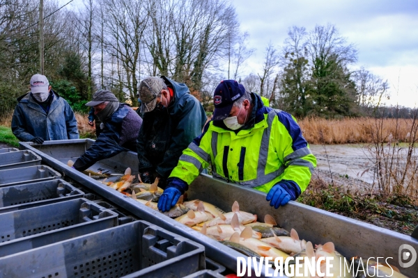 La pêche traditionnelle dans les étangs de la Dombes