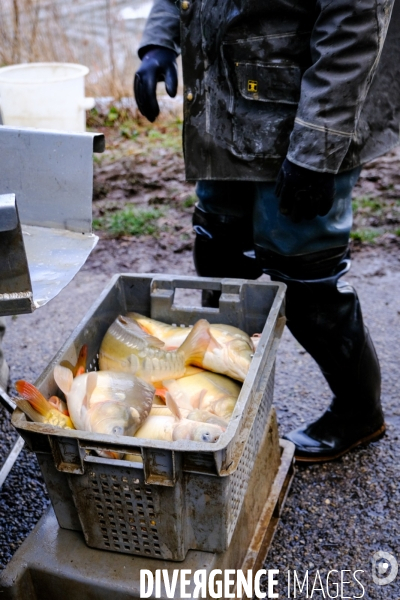 La pêche traditionnelle dans les étangs de la Dombes