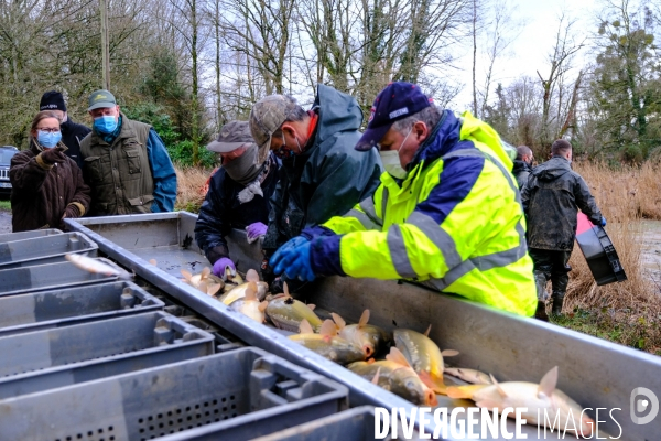 La pêche traditionnelle dans les étangs de la Dombes