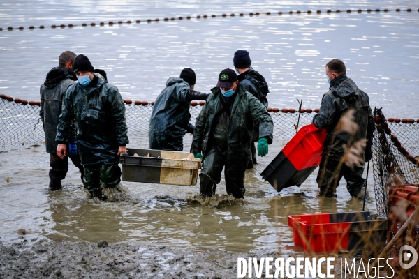 La pêche traditionnelle dans les étangs de la Dombes