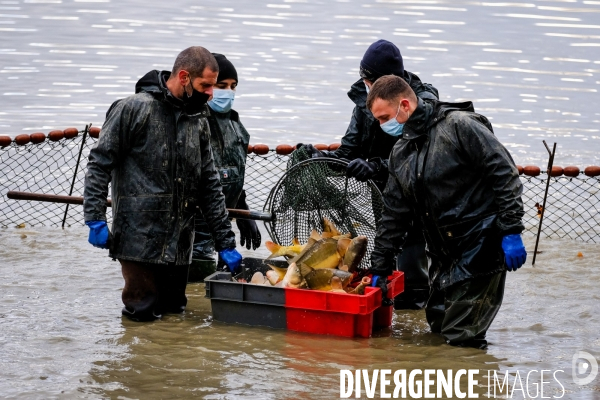 La pêche traditionnelle dans les étangs de la Dombes