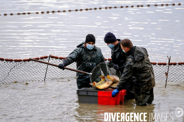 La pêche traditionnelle dans les étangs de la Dombes