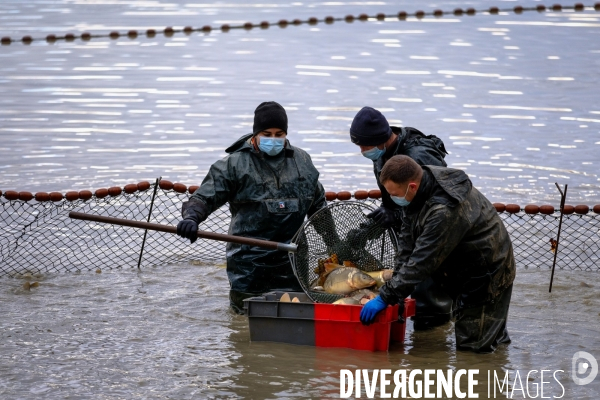 La pêche traditionnelle dans les étangs de la Dombes