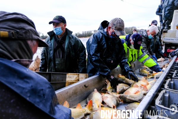 La pêche traditionnelle dans les étangs de la Dombes