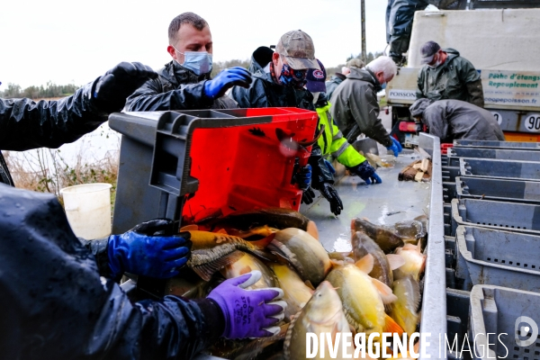 La pêche traditionnelle dans les étangs de la Dombes