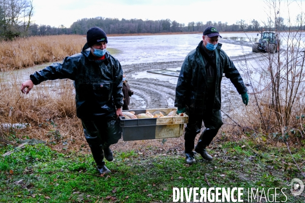La pêche traditionnelle dans les étangs de la Dombes