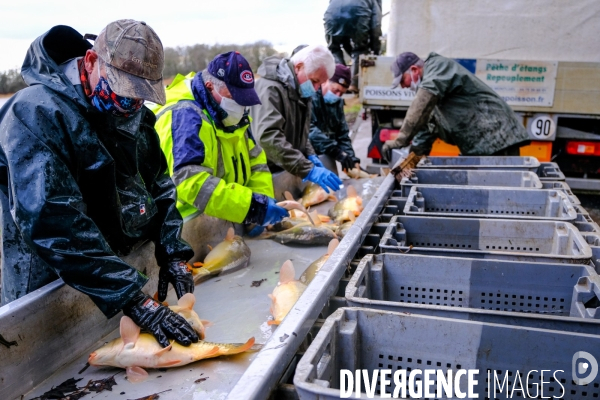 La pêche traditionnelle dans les étangs de la Dombes