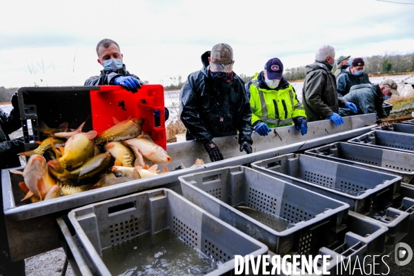 La pêche traditionnelle dans les étangs de la Dombes