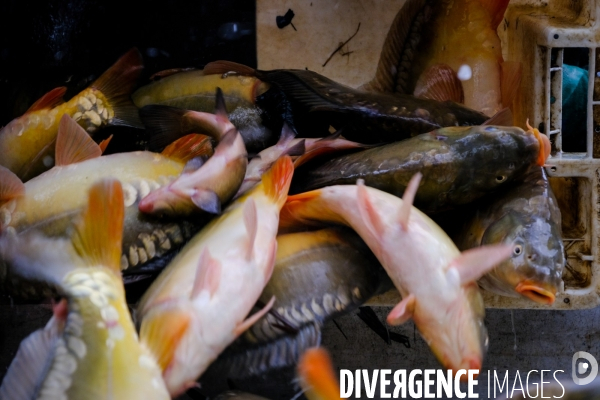 La pêche traditionnelle dans les étangs de la Dombes