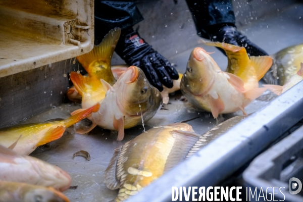 La pêche traditionnelle dans les étangs de la Dombes