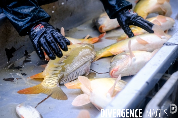 La pêche traditionnelle dans les étangs de la Dombes