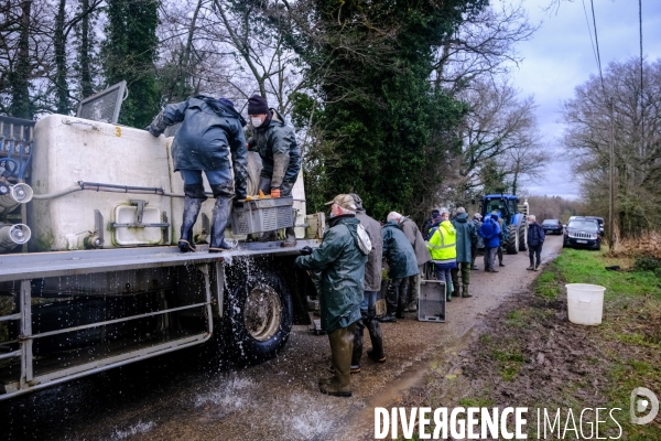 La pêche traditionnelle dans les étangs de la Dombes