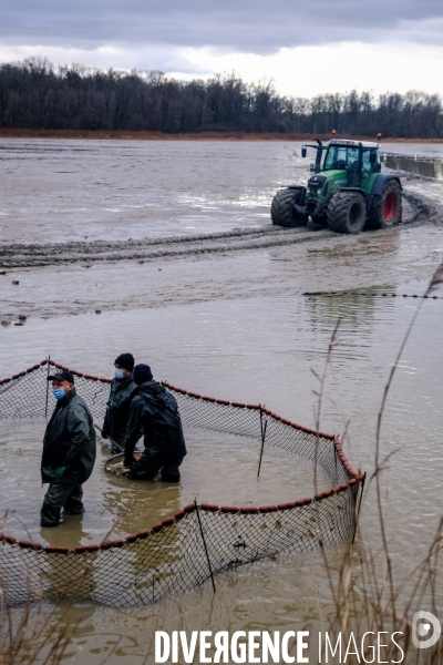 La pêche traditionnelle dans les étangs de la Dombes