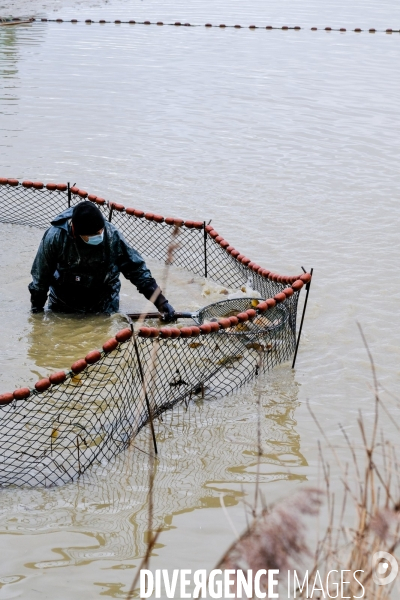 La pêche traditionnelle dans les étangs de la Dombes