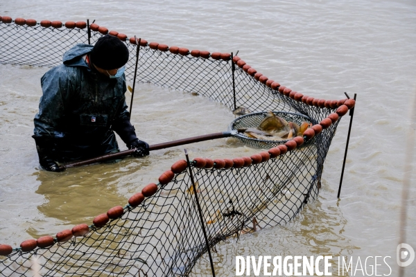 La pêche traditionnelle dans les étangs de la Dombes