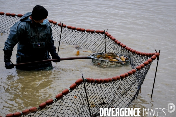 La pêche traditionnelle dans les étangs de la Dombes