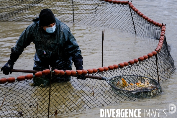 La pêche traditionnelle dans les étangs de la Dombes