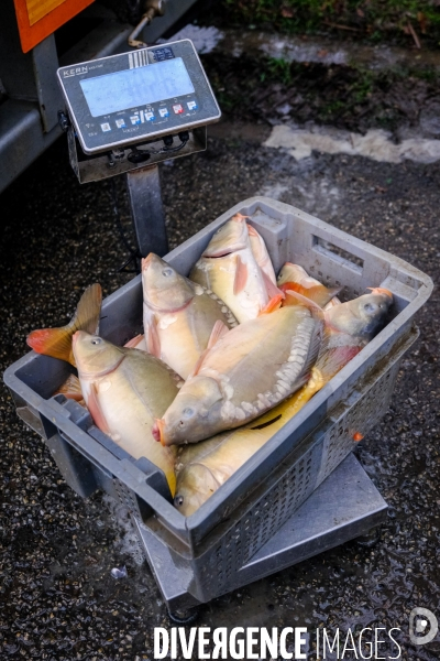 La pêche traditionnelle dans les étangs de la Dombes