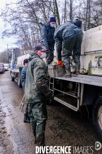 La pêche traditionnelle dans les étangs de la Dombes