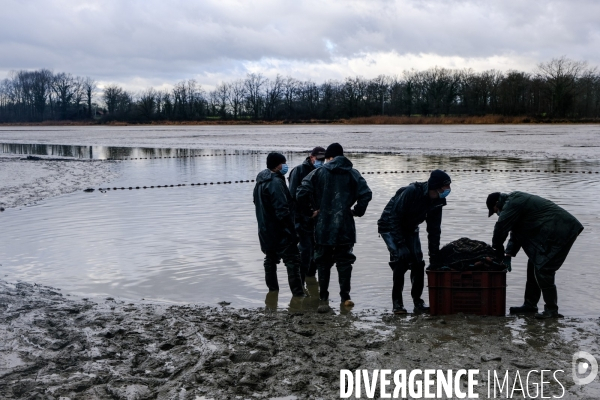 La pêche traditionnelle dans les étangs de la Dombes