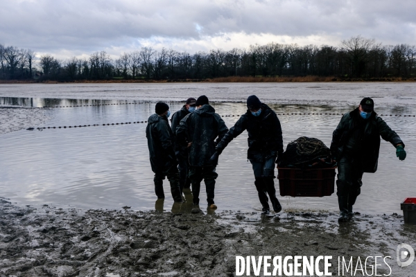 La pêche traditionnelle dans les étangs de la Dombes