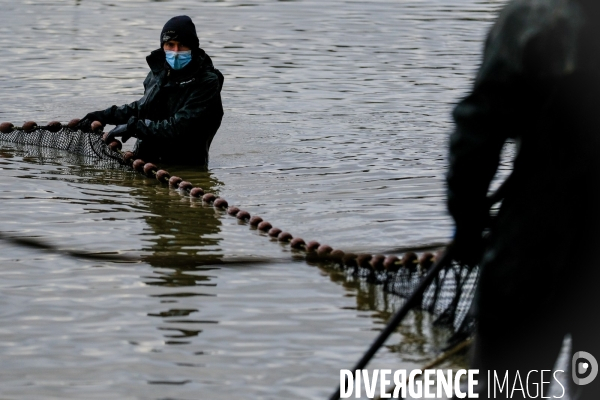 La pêche traditionnelle dans les étangs de la Dombes