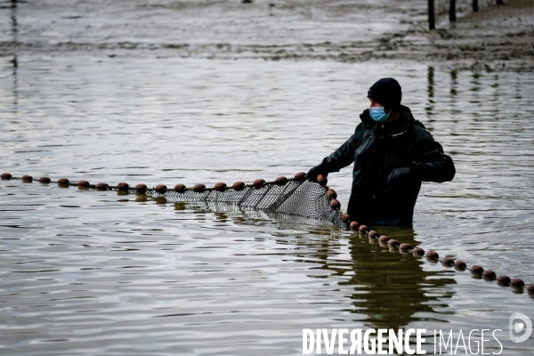 La pêche traditionnelle dans les étangs de la Dombes