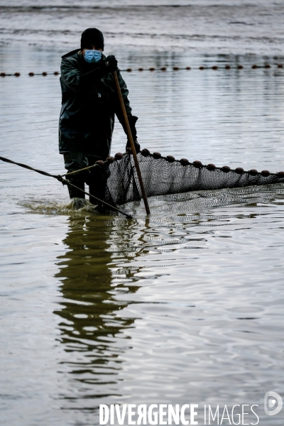 La pêche traditionnelle dans les étangs de la Dombes