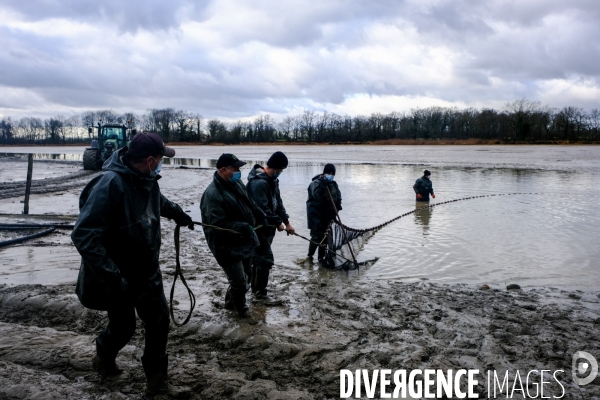 La pêche traditionnelle dans les étangs de la Dombes